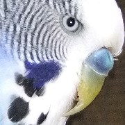 langer Wellensittichschnabel