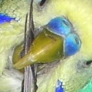 Überlänge Schnabel