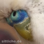 Abblätterung Schnabel