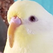 Überlänge Schnabel