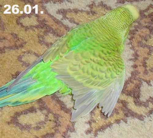 Wellensittich Schreckmauser