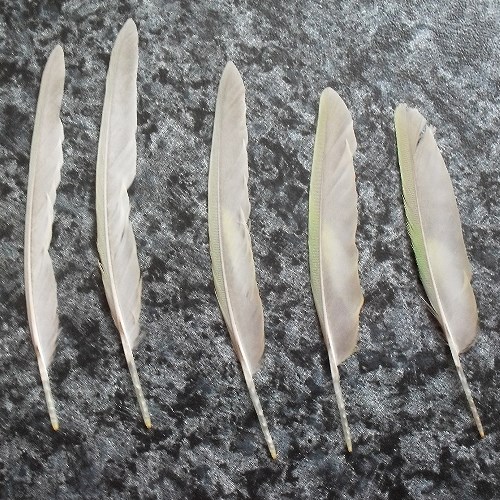 Wellensittich ausgefallene Schwungfedern