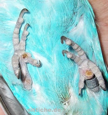 Wellensittich Sohlengeschwür, Fußballengeschwür