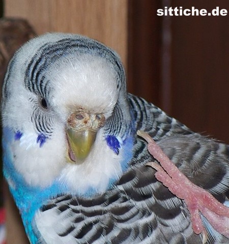 Wellensittich Sohlengeschwür, Fußballengeschwür