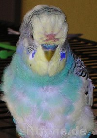 Wellensittich Stockmauser