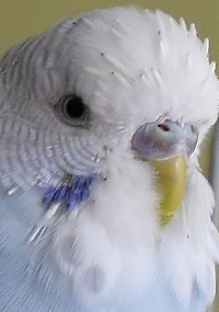 Wellensittich Stockmauser