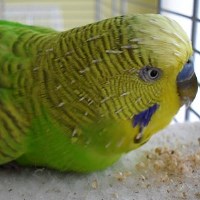 Wellensittich Stockmauser