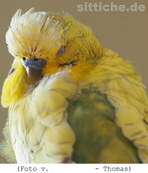 Wellensittich Mauser
