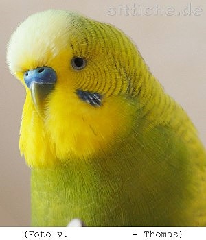 Wellensittich Mauser Ende