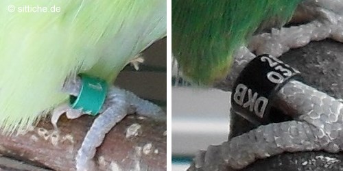 Ring am Fuß - Wellensittich