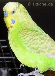 Wellensittich zu dick