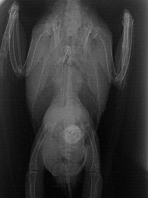 Röntgenaufnahme Wellensittich