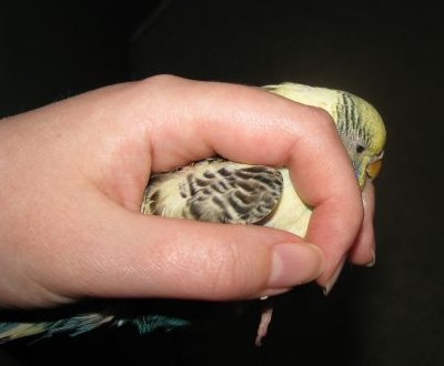 Wellensittich Scherengriff