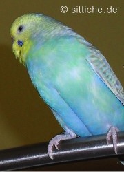 Wellensittich normal, leicht im Plusbereich