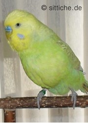 Wellensittich zu dick