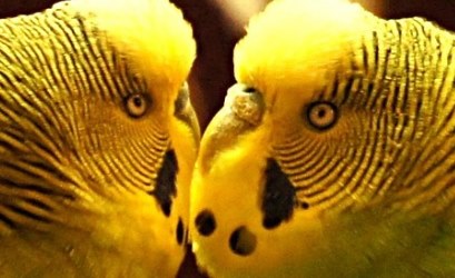 Stecknadelpupillen bei Wellensittichen