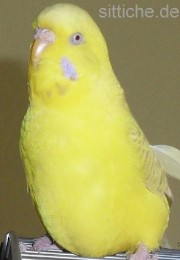 übergewichtige Henne