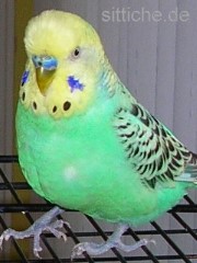 übergewichtiger Hahn