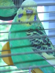 Wellensittich zu dick