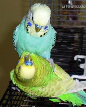 Wellensittich Verhalten