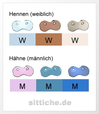 Wellensittich Geschlecht