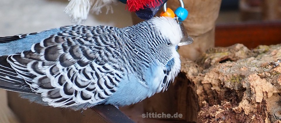 Aspergillose Wellensittich