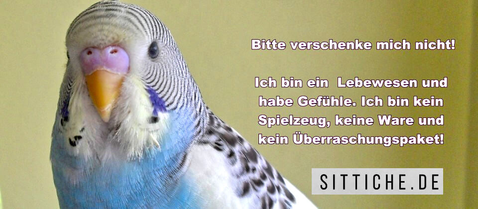 Wellensittich ist kein Geschenk