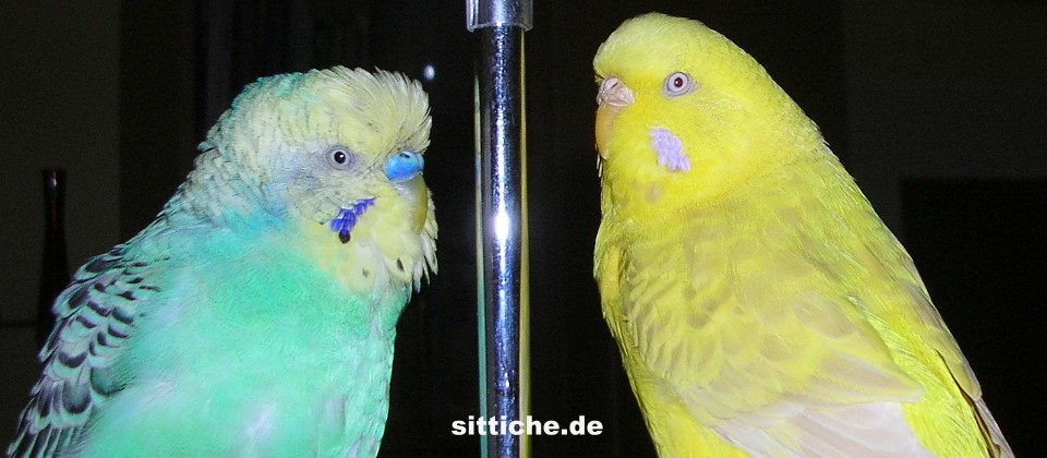 gesunde Wellensittiche