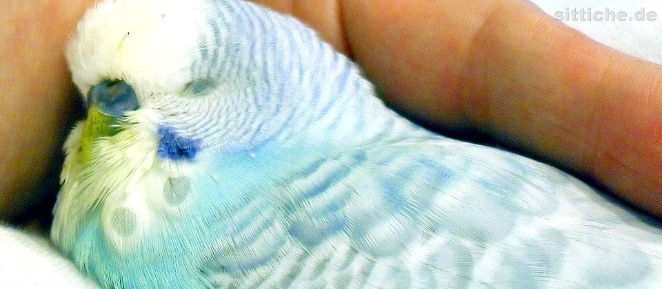 Krankheitsmerkmale Wellensittich