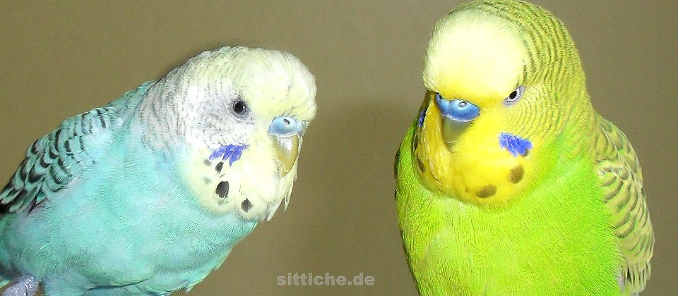 Wellensittiche brauchen Licht