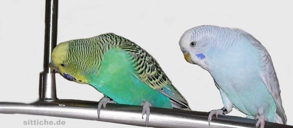 Schwermetalle und Wellensittiche