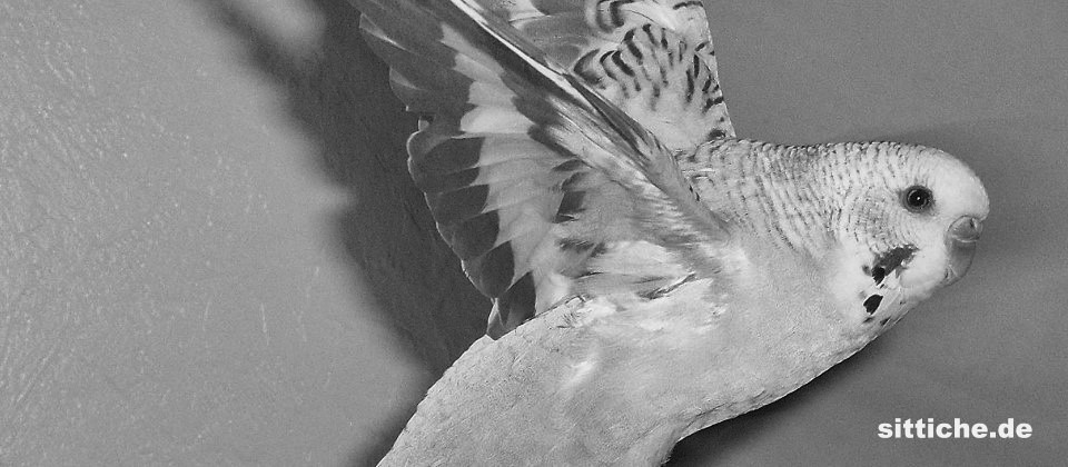 Night frights bei Wellensittichen