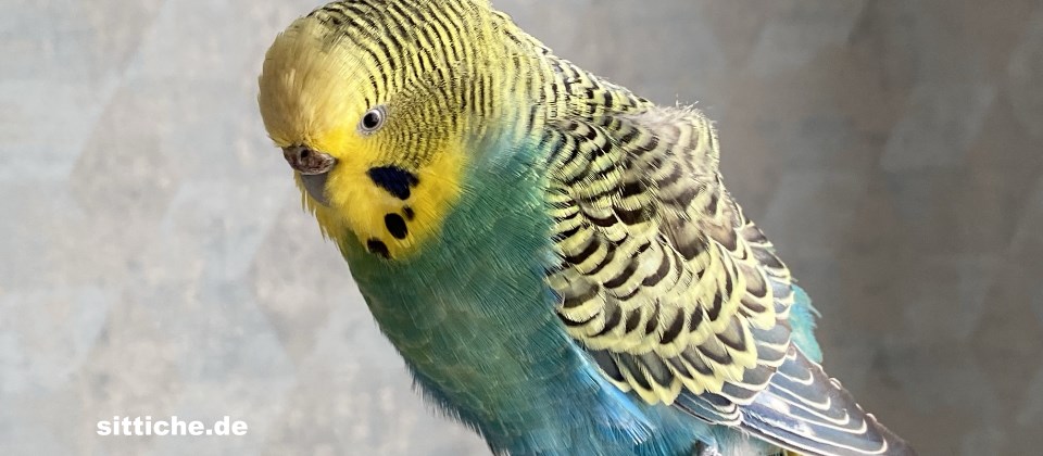 Wenn der Partnervogel verstorben ist