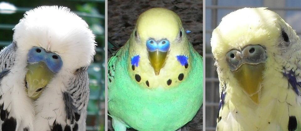 Wellensittich Schnäbel