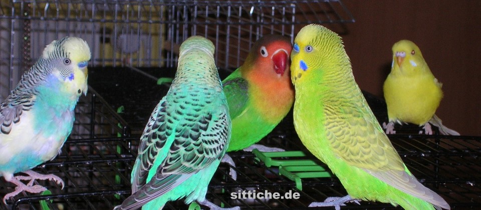 Wellensittiche vergesellschaften Wellensittiche vergesellschaften