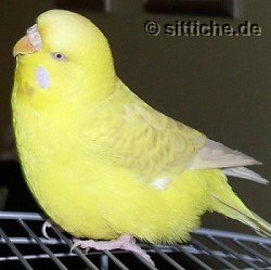 Wellensittich Übergewicht