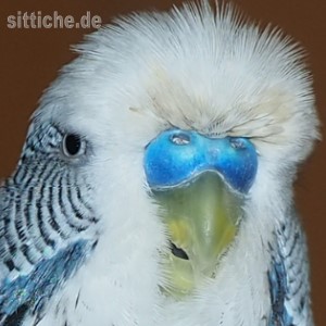 Wellensittich Nasenausfluss