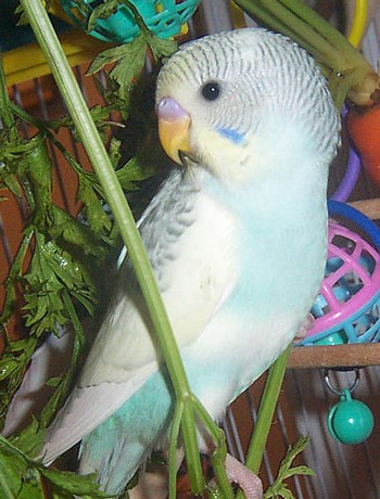 Babywelli auf Petersilienstengel