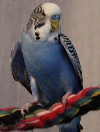 Wellensittich auf Baumwollstange