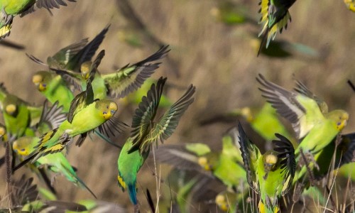 Wellensittich Schwarm in Australien