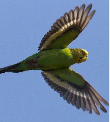 Wellensittich im Flug