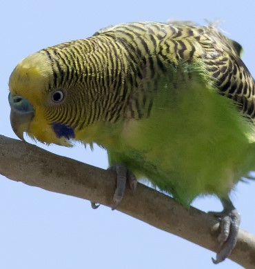 Wellensittich auf Zweig