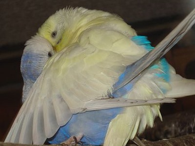 Wellensittich Paarung