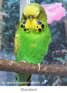 'Standardsittich